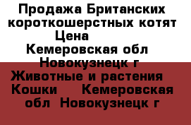 Продажа Британских короткошерстных котят › Цена ­ 3 000 - Кемеровская обл., Новокузнецк г. Животные и растения » Кошки   . Кемеровская обл.,Новокузнецк г.